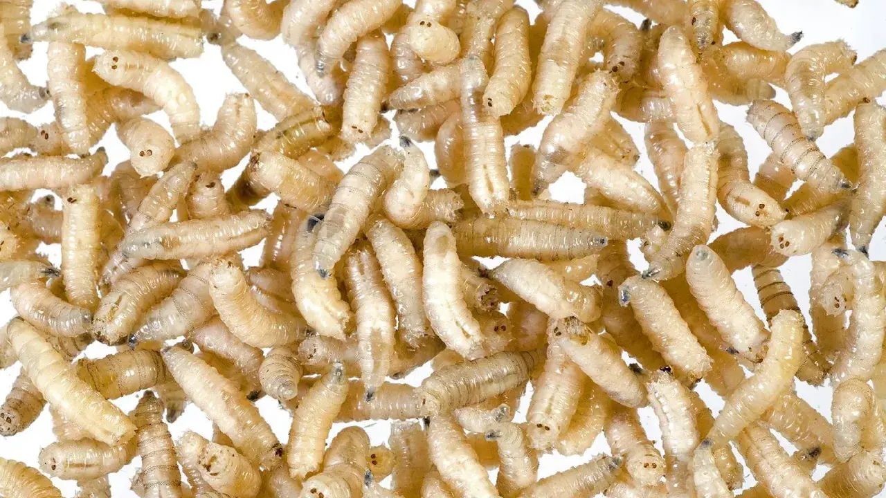 Ein Haufen fliegenmaden, die sich wie ein lebendiges, weißes Kaninchen anfühlen.
