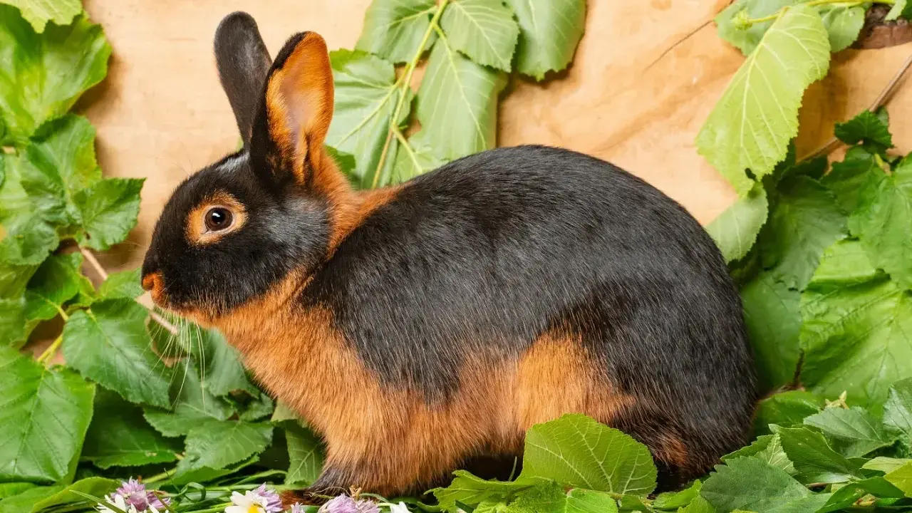 Ein Lohkaninchen schwarz mit braunen Akzenten sitzt inmitten grüner Blätter und kleiner Blüten auf Holz.