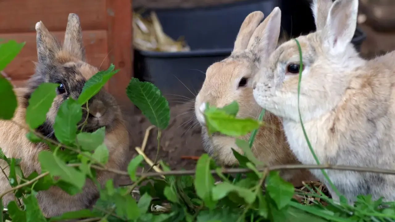 Drei Kaninchen verstecken sich hinter grünen Blättern. Eines schaut neugierig hervor, während die anderen beiden genüsslich fressen. Rotkohl ist eine ihrer Lieblingsspeisen.