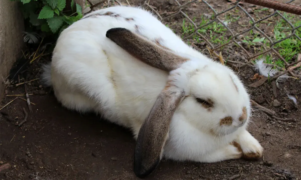 Ein weißes Kaninchen mit braunen Flecken und Schlappohren liegt entspannt im Dreck. Die Ohren sind ein guter Indikator für die Kaninchen Temperatur.
