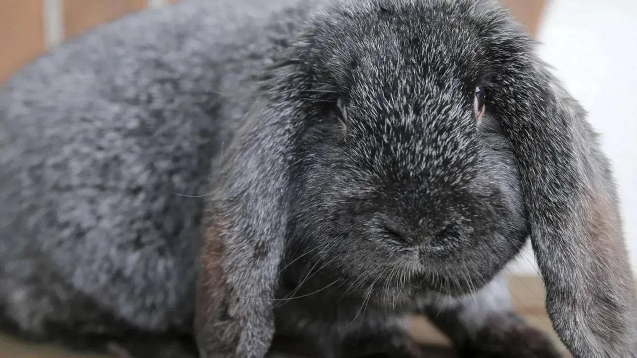 Grauer Meißner Widder mit langen Schlappohren. Ein süßer Hase, den man kaufen kann.