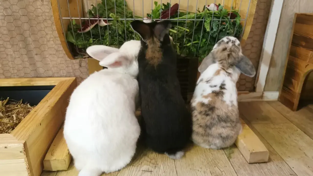 Drei Kaninchen, weiß, schwarz und gefleckt, stehen vor einem Futterkorb mit frischem Grün. Ein perfekter futterplan kaninchen.