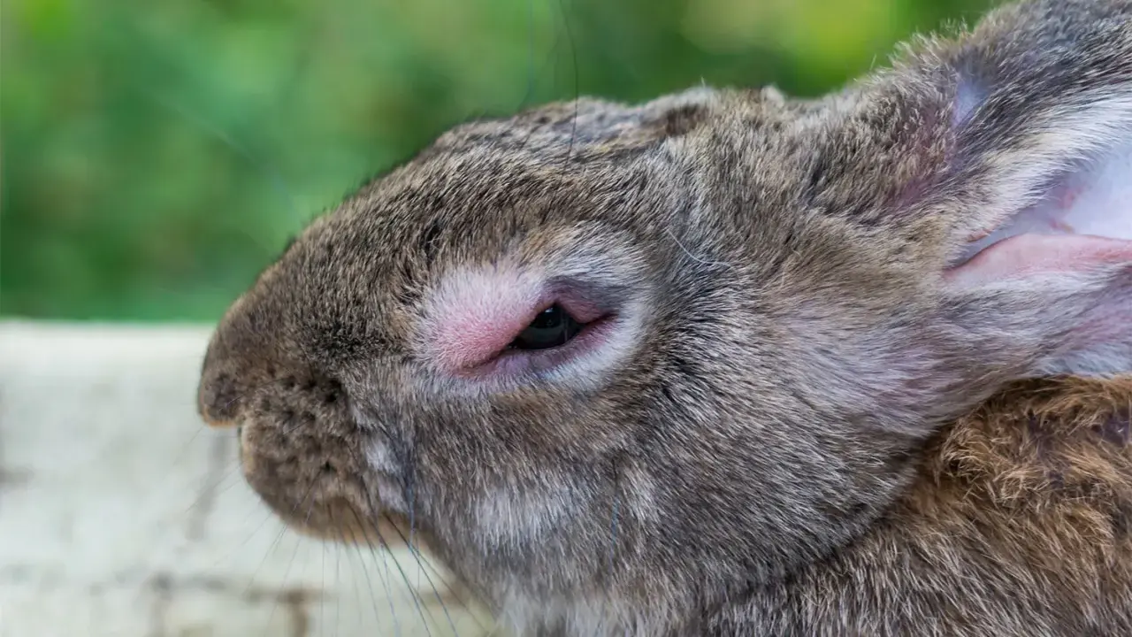 Nahaufnahme eines Kaninchenkopfes mit gereiztem Auge, möglicherweise durch einen Parasiten verursacht.