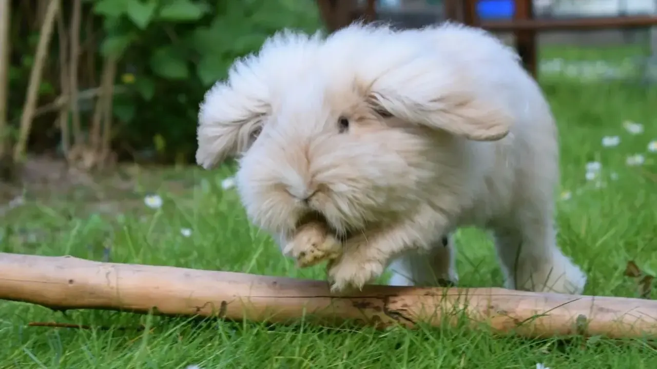 Ein flauschiges Teddy Zwergkaninchen mit langen Ohren hoppelt über eine grüne Wiese mit Gänseblümchen und über einen Ast.