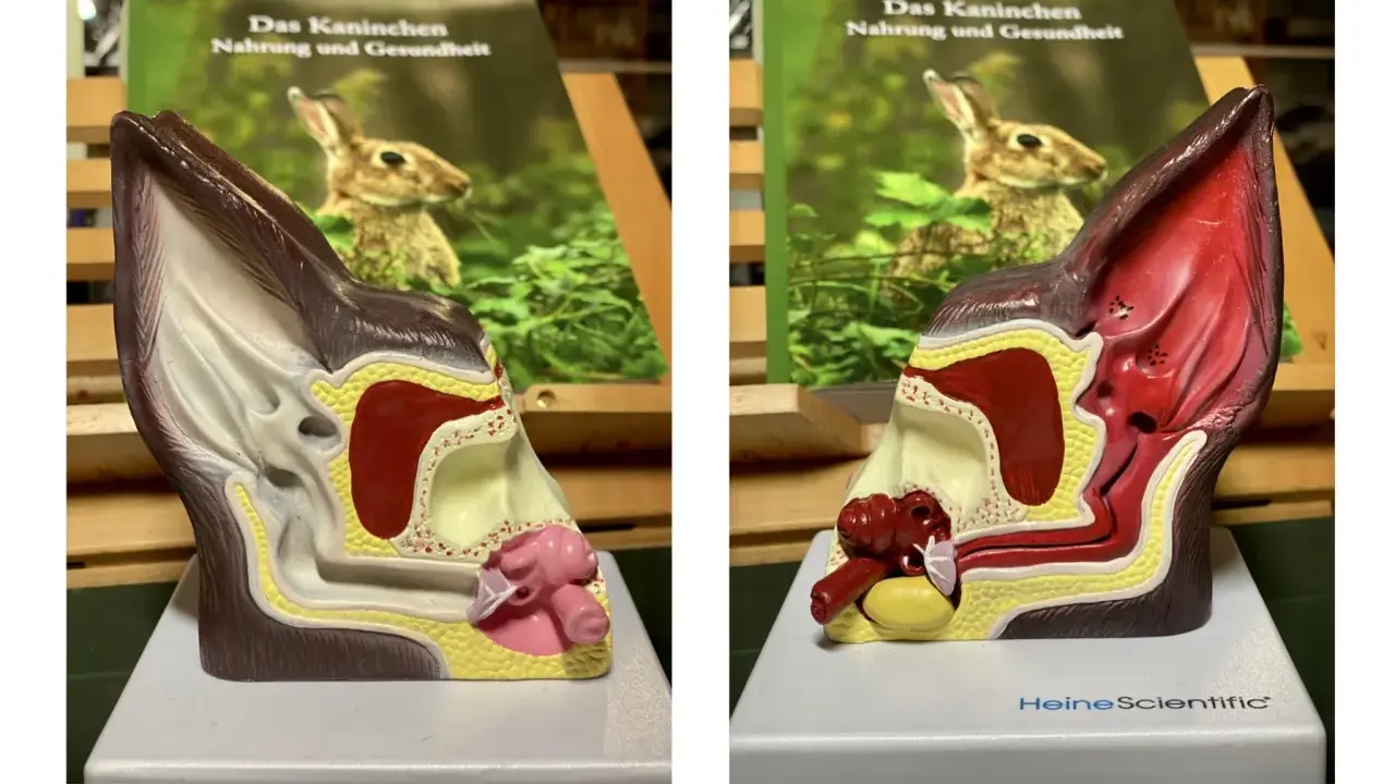 Modell eines Kaninchenohrs, das die Anatomie zeigt. Ein Buch über Kaninchenernährung und Gesundheit ist im Hintergrund zu sehen.