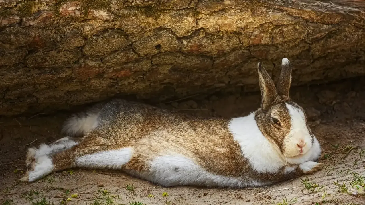 Ein braun-weißes Kaninchen liegt entspannt unter einem Baumstamm.