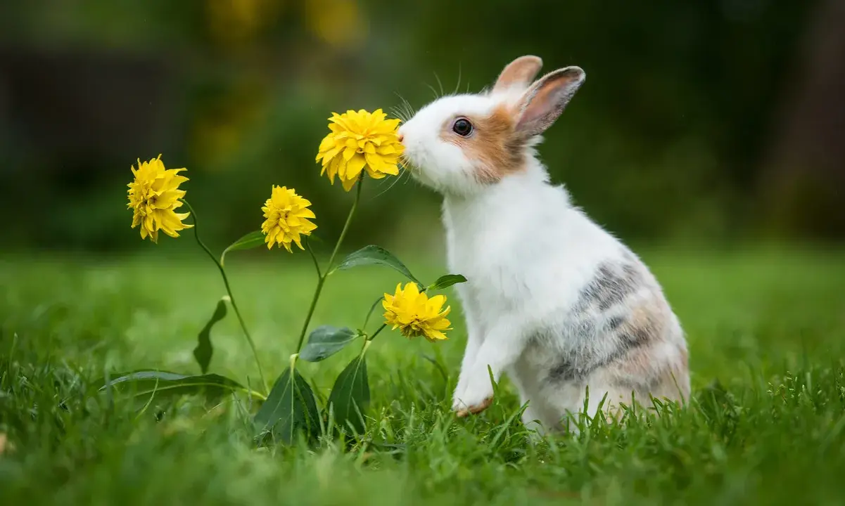 Ein neugieriges Kaninchen mit einem sanften Charakter schnuppert an gelben Blumen im Gras.