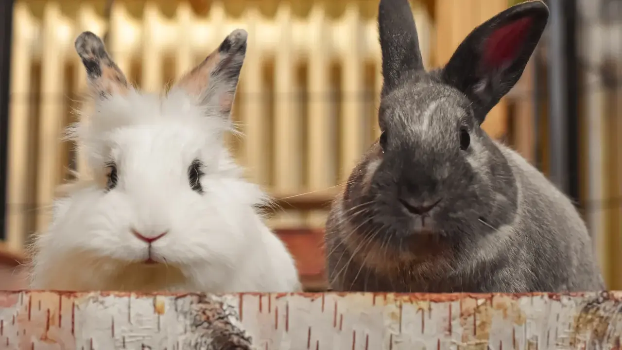 Zwei Kaninchen, ein weißes und ein graues, schauen neugierig über einen Holzrand. Hoffentlich keine kaninchen allergie!