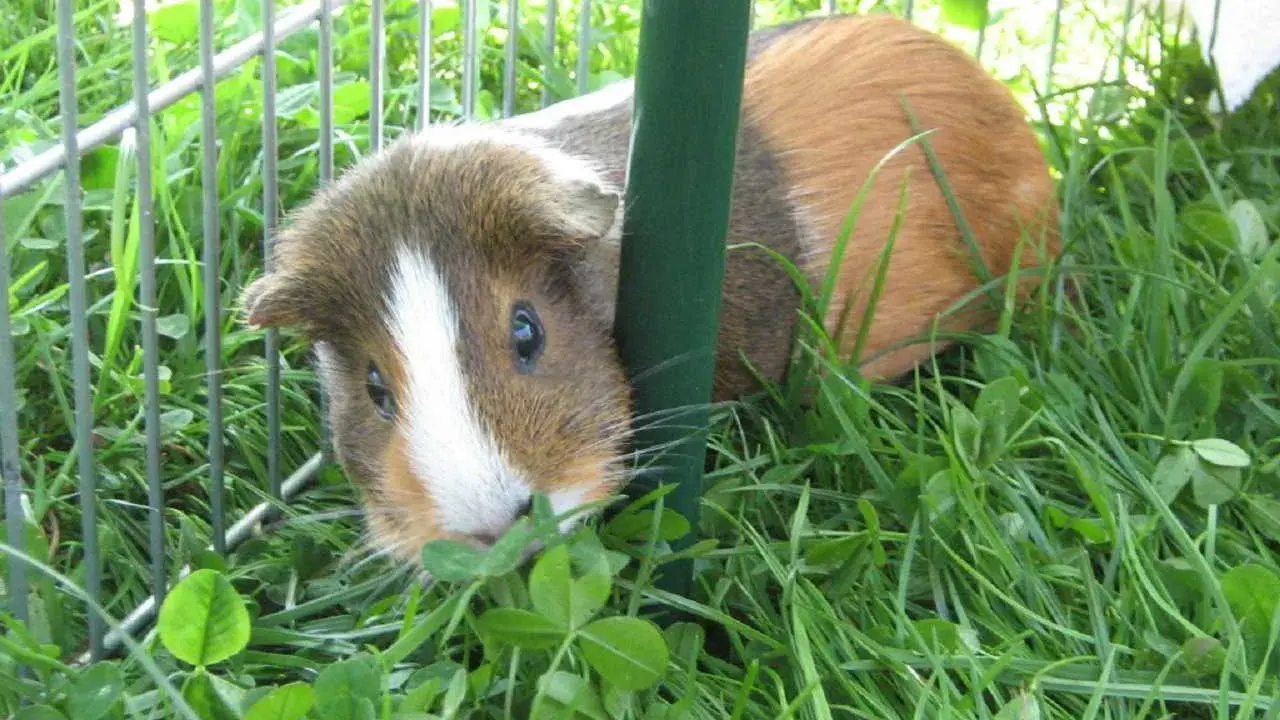 Ein neugieriges Meerschweinchen mit weißer Blesse schaut aus dem Gras hervor. Es ist in einem Gehege, umgeben von grünem Giersch.