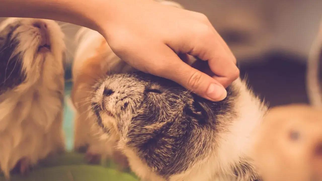 Eine Hand streichelt sanft ein Meerschweinchen. Ein weiteres Meerschweinchen ist im Hintergrund zu sehen.