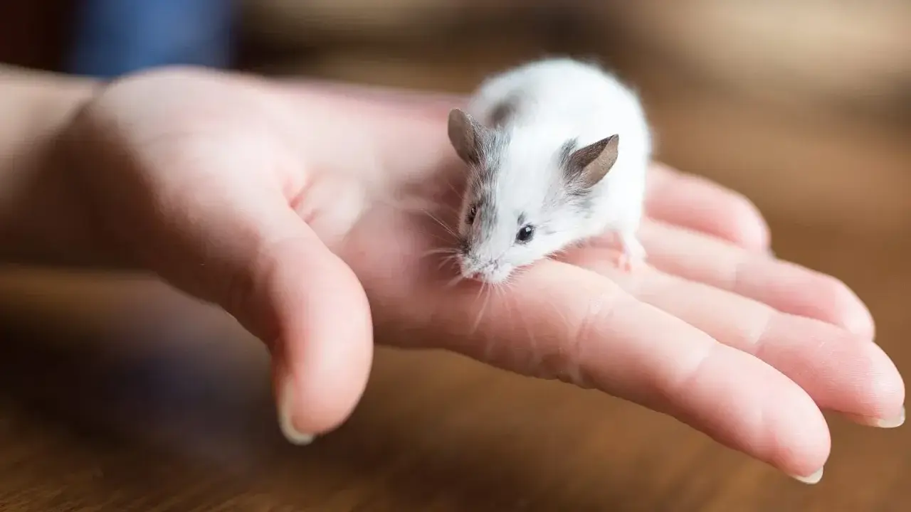 Ein kleines, weiß-graues Maus-Haustier sitzt neugierig auf einer menschlichen Hand.