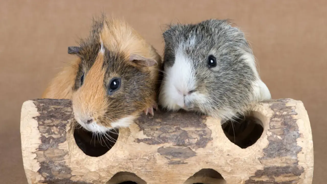 Zwei Meerschweinchen, die sich gut verstehen, schauen neugierig aus einem Holzversteck. Sie sind ein tolles Beispiel dafür, wie gut sich Meerschweinchen vergesellschaften lassen.