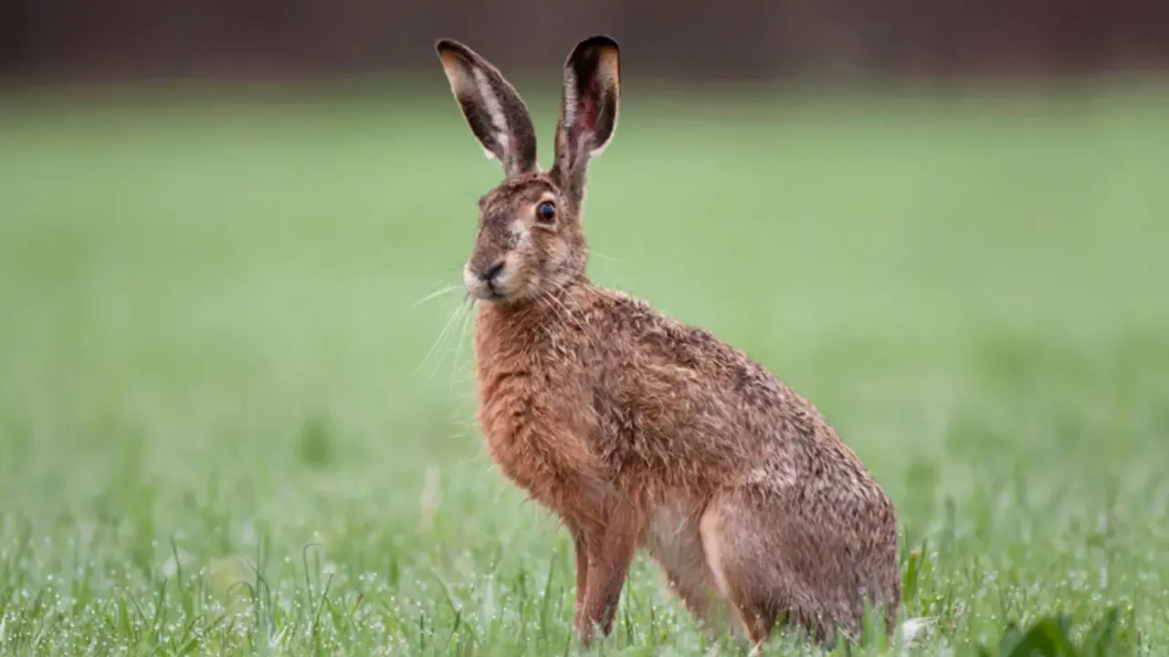 Ein Feldhase sitzt im Gras. Er spitzt die Ohren, als ob er ein leises Fiepen hört.