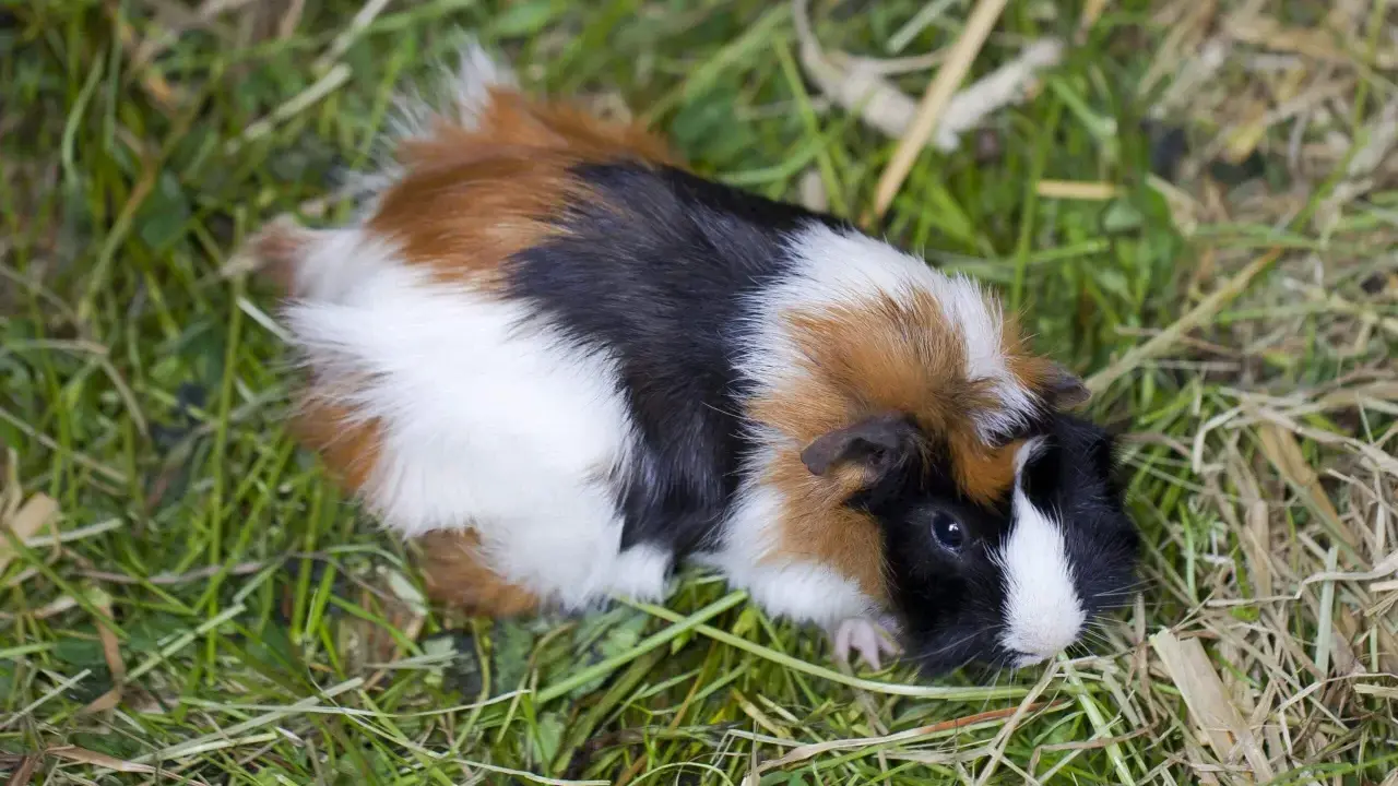 Ein buntes Meerschweinchen mit Fell in Schwarz, Weiß und Braun liegt im Gras. Ein süßer kleiner Schatz für die Meerschweinchen Zucht.