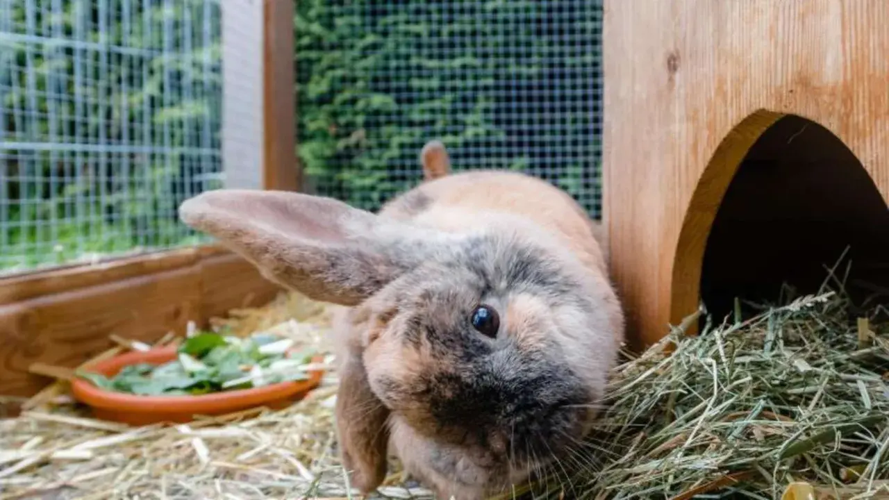 Ein Kaninchen mit langen Ohren schaut neugierig in die Kamera. Neben ihm liegt ein Napf mit frischem Grünzeug, aber er scheint sich mehr für das Heu zu interessieren, obwohl Kaninchen kein Heu fressen.