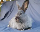 Ein flauschiges Kaninchen mit langen Ohren sitzt auf einem blauen Tuch. Es ist ein Beispiel für flauschige Kaninchen Rassen.