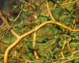 Korkenzieherweide-Äste, die sich wie ein Nest für ein kleines Kaninchen winden.