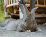 Ein braunes Kaninchen liegt entspannt auf der Seite auf grauem Untergrund. Seine Pfoten sind vor dem Gesicht verschränkt.