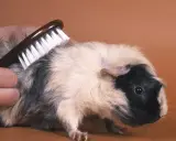 Ein Meerschweinchen bekommt eine meerschweinchen frisur. Eine Hand bürstet sein Fell, um es schön und ordentlich zu halten.