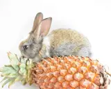 Ein süßes Kaninchen knabbert an den Blättern einer Ananas.