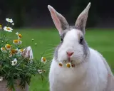 Ein Kaninchen knabbert an Gänseblümchen. Manche Blumen, welche blumen fressen kaninchen nicht, sind giftig.