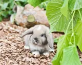 Ein süßer Mini Lop Hase mit Schlappohren sitzt auf Rindenmulch, versteckt unter grünen Blättern.