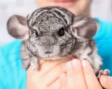 Ein süßer Chinchilla Hase mit großen Ohren und dunklen Augen wird von Händen gehalten.