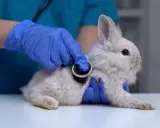Tierarzt untersucht ein Kaninchen mit Stethoskop. Das Kaninchen sitzt ruhig in der Ecke des Tisches, während die Untersuchung stattfindet.