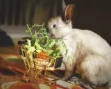 Ein flauschiges Kaninchen knabbert genüsslich an frischer Minze und anderem Gemüse aus einem goldenen Einkaufswagen.