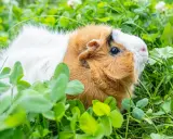 Ein süßes Meerschweinchen mit braun-weißem Fell genießt das frische Grün auf einem sonnigen Balkon.