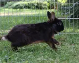 Ein braunes Kaninchen rennt über grünes Gras. Es zeigt, wie kommunizieren Kaninchen durch Körpersprache und Bewegung.
