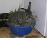 Ein Kaninchen sitzt in einem blauen Napf mit Heu. Die Frage, wie lange muss heu trocknen, beschäftigt viele Tierhalter.