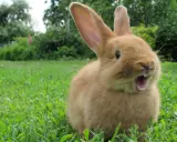 Ein süßes, orangefarbenes Kaninchen sitzt im Gras und scheint zu gähnen. Es sieht aus, als würde es mich gleich ablecken wollen.