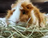 Ein flauschiges Meerschweinchen mit orange-weißer Fellzeichnung ruht in Heu. Wie alt werden Meerschweinchen? Mit guter Pflege können sie 5-8 Jahre alt werden.
