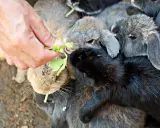 Ein Mensch füttert eine Gruppe Kaninchen mit grünen Blättern. Die Kaninchen sind ganz wild darauf, und es sieht aus, als würden sie gerne auch Tomaten essen.