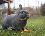Ein grauer Marburger Feh-Hase sitzt im Gras und knabbert an einem Stück Karotte.