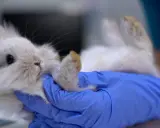 Ein Tierarzt behandelt ein Kaninchen, das auf dem Rücken liegt. Die Behandlung von Kokzidien ist wichtig für die Gesundheit des kleinen Tieres.