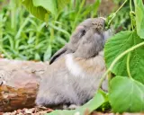 Ein Zwergkaninchen knabbert genüsslich an grünen Blättern. So sieht man, was Zwergkaninchen fressen: frisches Grünzeug!