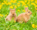 Zwei süße Kaninchen sitzen im Gras, umgeben von gelben Löwenzahnblüten. Ein kleiner Kaninchenrudel im Frühling.