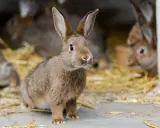 Ein neugieriges, braunes Kaninchen sitzt im Stroh. Im Hintergrund sind weitere Kaninchen zu sehen.