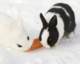 Zwei Kaninchen, ein weißes und ein schwarz-weißes, teilen sich eine Karotte im Schnee. Selbst bei Kaninchen Minusgraden schmeckt die Möhre!
