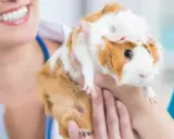 Tierärztin untersucht ein Meerschweinchen, das sie sanft hält. Die Flankenatmung des Meerschweinchens wird beurteilt.