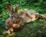 Großes Kaninchen liegt entspannt im Gras. Die langen Ohren sind aufgestellt, ein Zeichen, dass das Kaninchen zu warm anzeigt und versucht, sich abzukühlen.