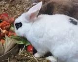 Ein weißer Rex-Hase mit schwarzen Flecken frisst genüsslich Gemüse.