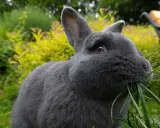 Ein blaugraues Wiener Kaninchen knabbert genüsslich frisches Gras im Garten.