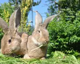 Zwei riesige Kaninchen mit langen Ohren sitzen im Gras. Eines knabbert an einem grünen Halm.