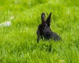 Ein kleines schwarzes Kaninchen lugt neugierig aus dem hohen, grünen Gras.