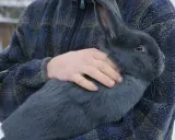 Ein Mann hält ein großes, blaues Lohkaninchen im Arm. Das Tier hat ein dichtes, graues Fell und lange Ohren.