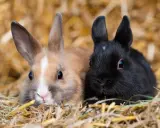 Zwei Zwergkaninchen, ein hellbraunes und ein schwarzes, kuscheln sich im Stroh. Eine Vielfalt an Zwergkaninchen Rassen von A bis Z.