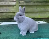 Ein flauschiges, graues Kaninchen mit großen Ohren sitzt auf einer grünen Matte. Es sieht aus wie ein kleines, blaues Holicer-Wesen, das die Welt erkundet.